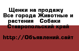 Щенки на продажу - Все города Животные и растения » Собаки   . Ставропольский край